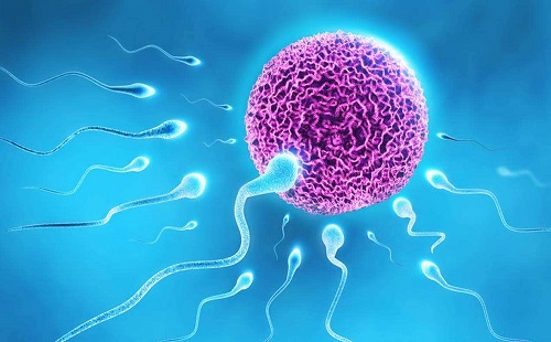 試管嬰兒的流程